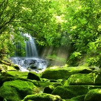 Waterfall among greenery