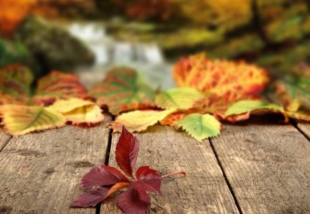 Where Autumn Leaves Fall - fall, autumn, porch, board walk, leaves, deck