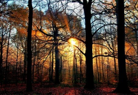 FOREST LIGHT - light, forest, beams, nature