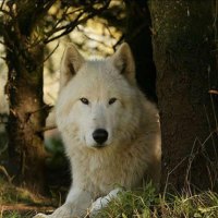 white Wolf