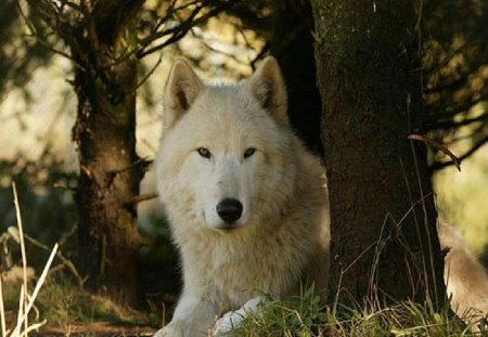 white Wolf - white, wolf