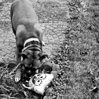 Boxer and Spongebob