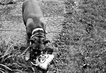 Boxer and Spongebob - black and white, boxer, dog, spongebob