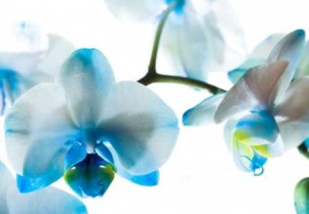 Blue Phalaenopsis for sweet Anne (Talana) - white, beauty, nature, orchids, blue, phalaenopsis, flower