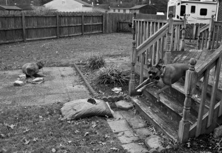 Leaping Boxer - steps, black and white, boxer