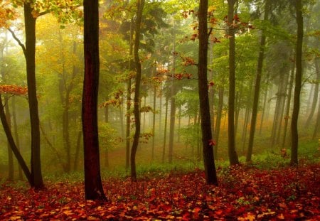 AUTUMN FOREST - forest, nature, fog, autumn