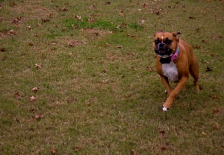 Running Boxer - dog, running, animals, boxer