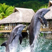 acrobatic dolphins