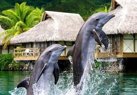 acrobatic dolphins