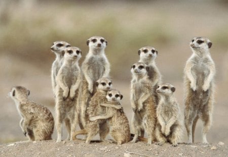 Meerkats - nature, africa, cute, hd, savannah, wallpaper, animals, meerkats