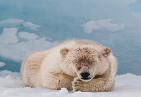 Relaxing - sleeping, bears, animals, wallpaper, predators, polar bears, hd, nature, cute