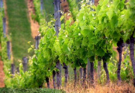 Southern sides - mountain side, side, harvest, landscape, scene, fall, grapes, nature, autumn, hd, wallpaper