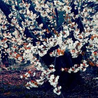 Cherry Blossom Tree