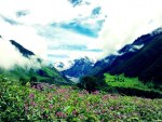 Valley of Flowers