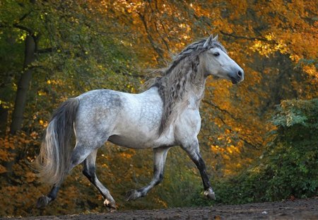 Dapple Grey Spaniard - horses, spanish, grey, andalusian, dapple