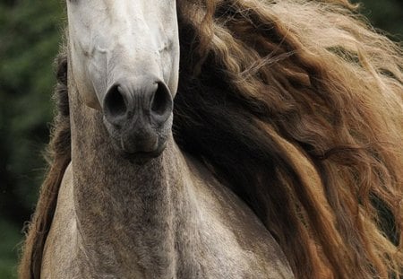 Flowing Mane - spanish, dapple, grey, horses, andalusian