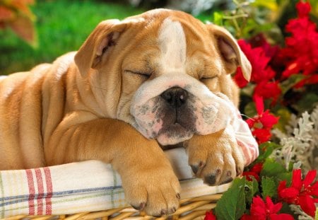 Sleeping the Day Away - doggy, puppy, sweet, cute, sleepy