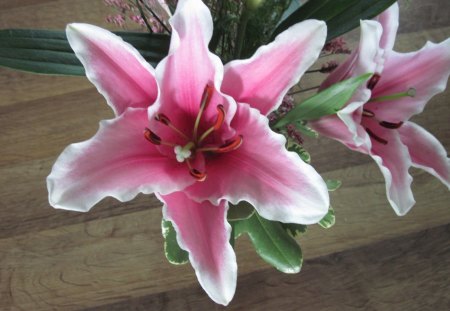 A day on the Acres 17 - white, pink, lily, flowers, green