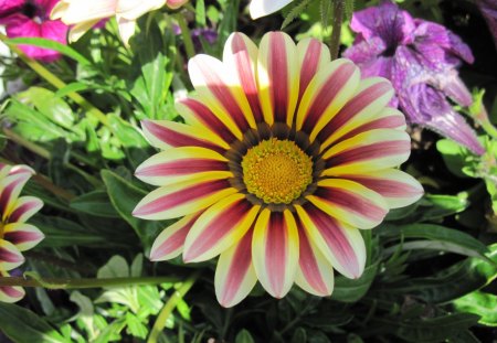 A day on the Acres 19 - flowers, petunia, yellow, purple, green, orange, gerbera