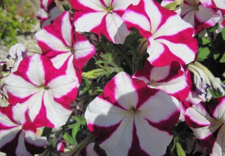 A day on the Acres 20 - white, red, flowers, petunia, green