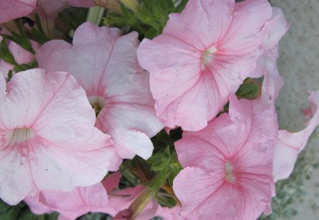 A day on the Acres 21 - flowers, pink, petunia, green