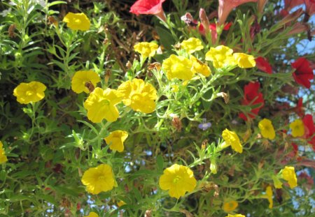 A day on the Acres 22 - flowers, petunia, yellow, red, green