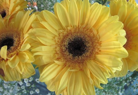 A day on the Acres 23 - flowers, white, yellow, gerbera