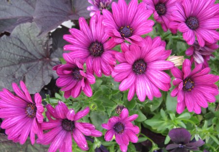 A day on the Acres with gerbera daisy  - flowers, purple, green, photography, daisy, gerbera