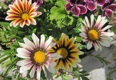 A day on the Acres 29 with daisies  - purple, pink, flowers, yellow, gerbera, white, photography, daisies, green