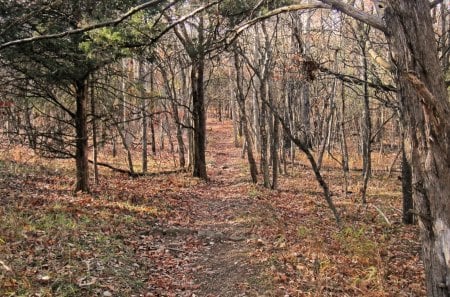 Take a hike - fall, nature, hike, woods