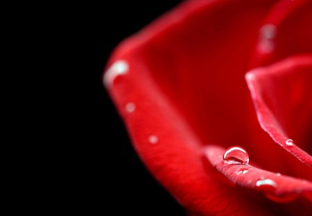 a Red Rose with water Drops on it - red, drops, pretty, nice