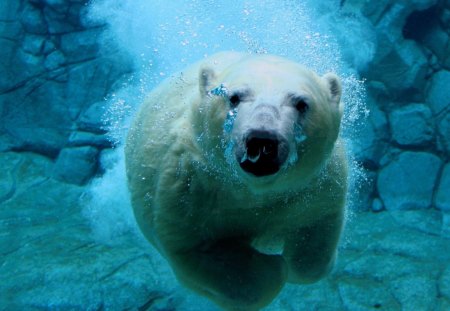 A Swimming Polar Bear - bear, cold, polar, swimming