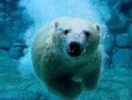 A Swimming Polar Bear