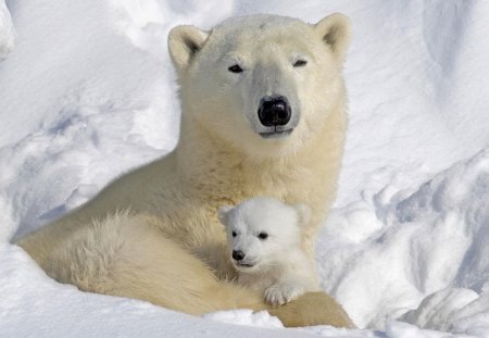 A Mommma  Bear and a Baby Cub Keeping Warm - ice, bears, cold, warm