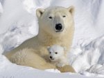 A Mommma  Bear and a Baby Cub Keeping Warm