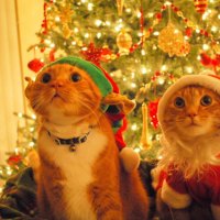 Christmas Cats