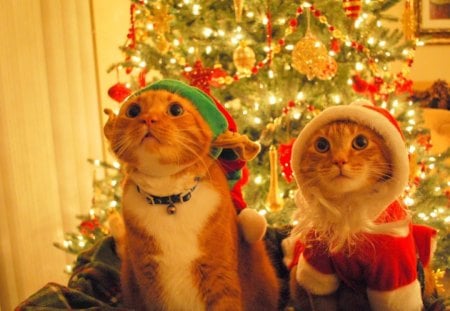 Christmas Cats - santa, cat, elf, christmas