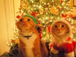 Christmas Cats