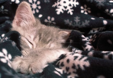 *â™¥* Cozy in my Christmas blanket *â™¥* - sleeping, season, animals, sweetheart, white, forever, comfortable, love, cat, pet paw, winter, snowflakes, resting, prints, christmas, blanket, kitten, warm, cozy, dark blue, soul