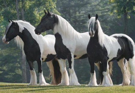 Three Handsome Beauties - horses, white, three, animals, handsome, black, beauties