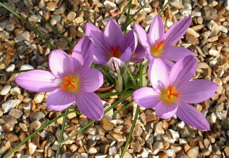 Crocuses - flower, colour, crocuses, mauve