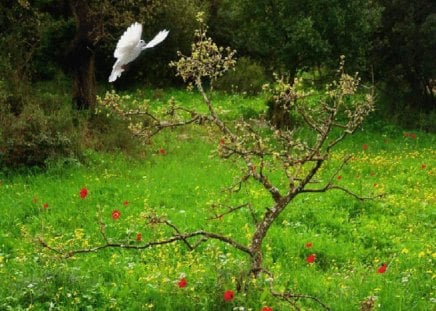 Corner of Paradise - white bird, nature, corner, paradise