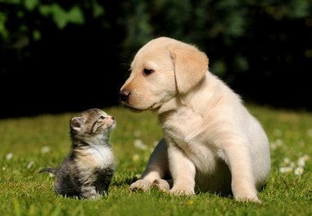 Puppy Cat - animal, puppy, cat, dog