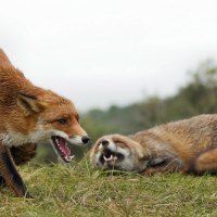 Fox