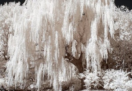 A willow tree - frozen, winter, willow tree, nature