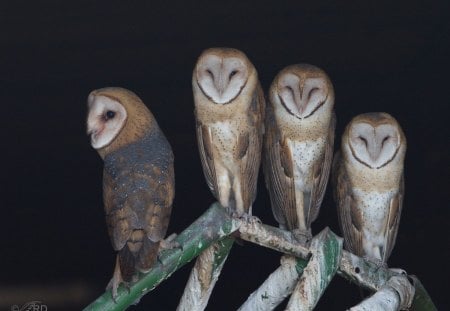 Barn Owls - brown, branch, owls, barn