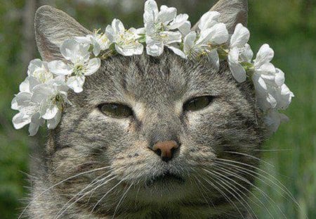 Are These Really Me?? - white, cat, animals, flowers, gray