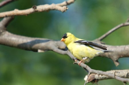 Beautiful Yellow Goldfinch - goldfinches, yellow, animals, birds