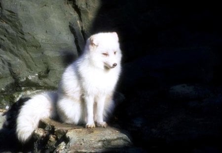 Ice fox - ice, white, fox, aura, snow