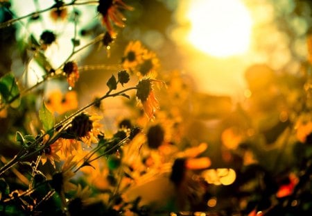 SUNSHINE - nice, cool, yellow, hot, wallpaper, flower